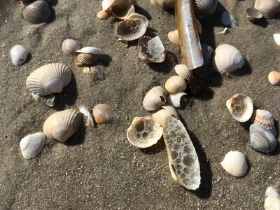 Mussels flotsam coast photo