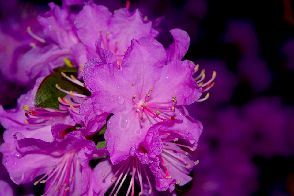 Pink nature blossom photo