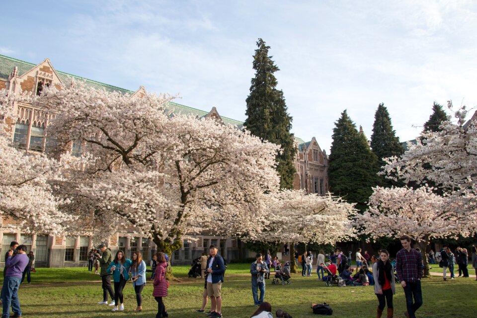 Cherry blossom flower