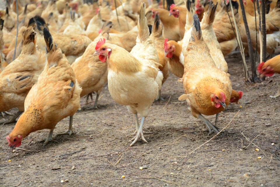 Chicken forest stocking Free photos