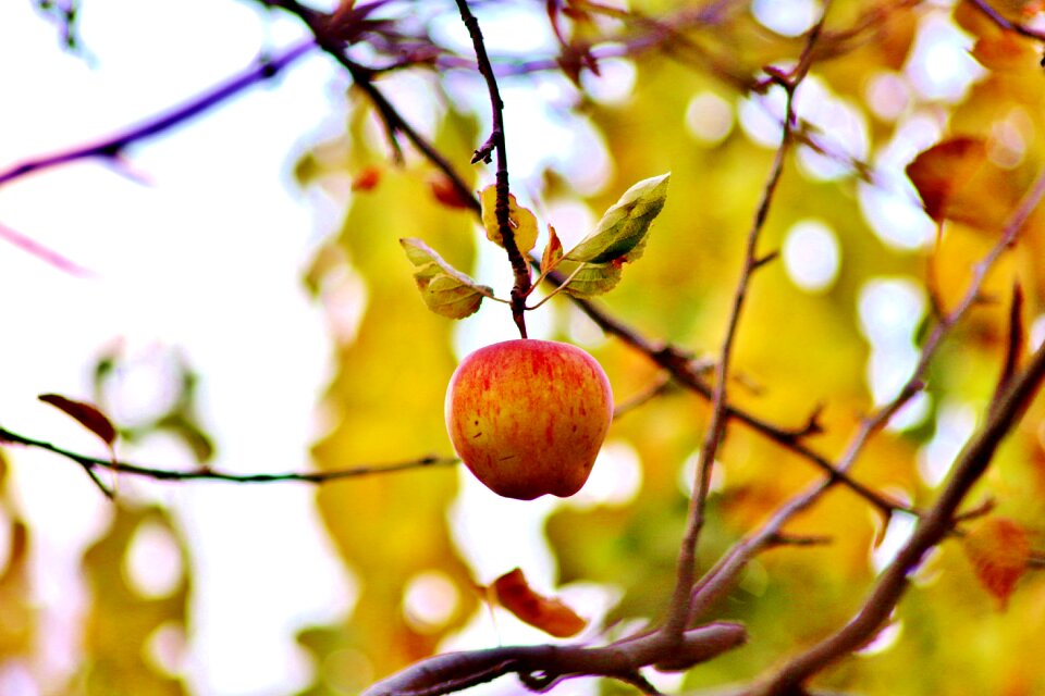Fruit fresh healthy