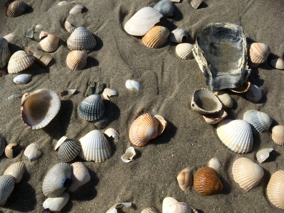 Mussels coast by the sea