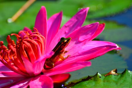 On lotus