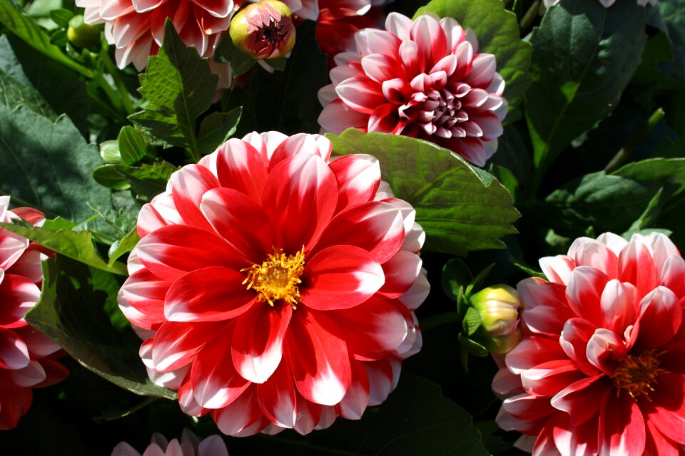Flower garden dahlia