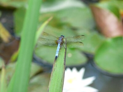 Insect nature