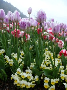 Violet white garden