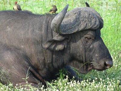 Malamala animal horned photo