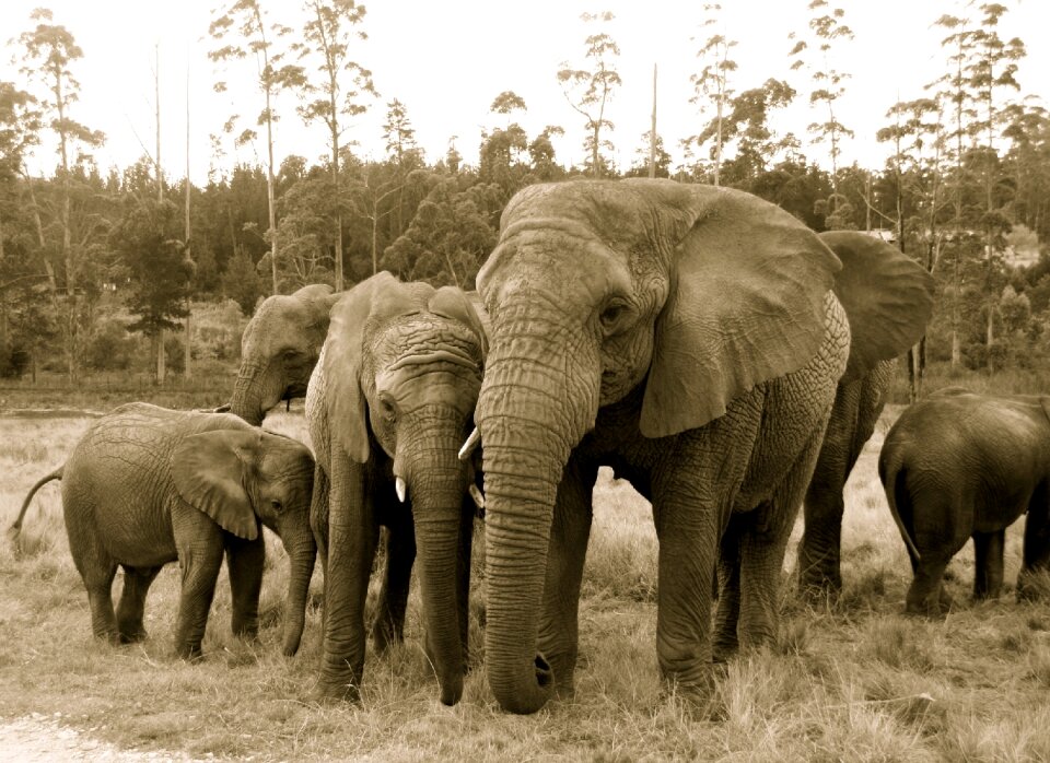 Wildlife animal