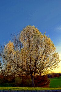 Sunset light blossom