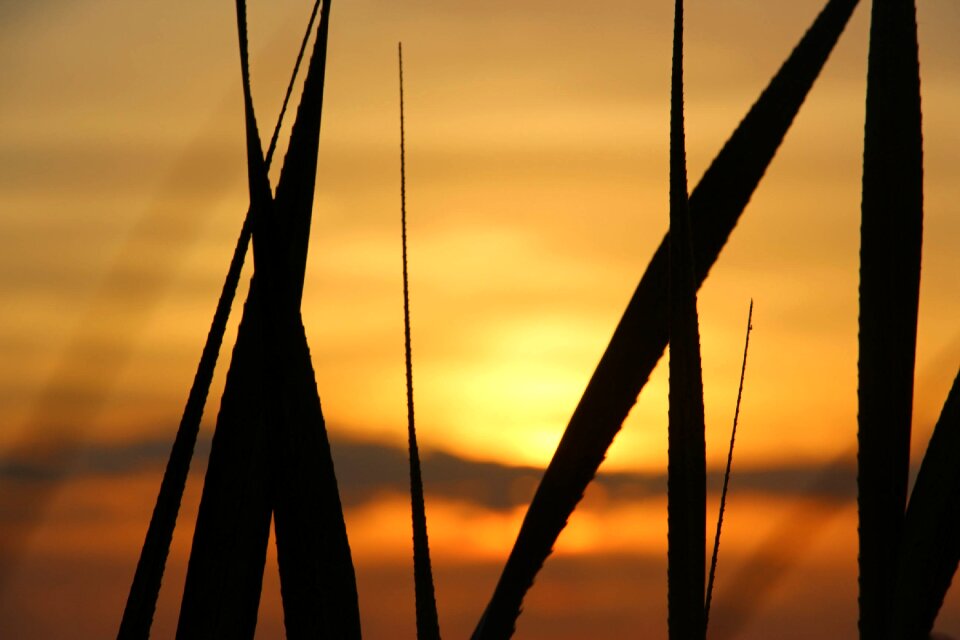 Colorful indonesia blade of grass