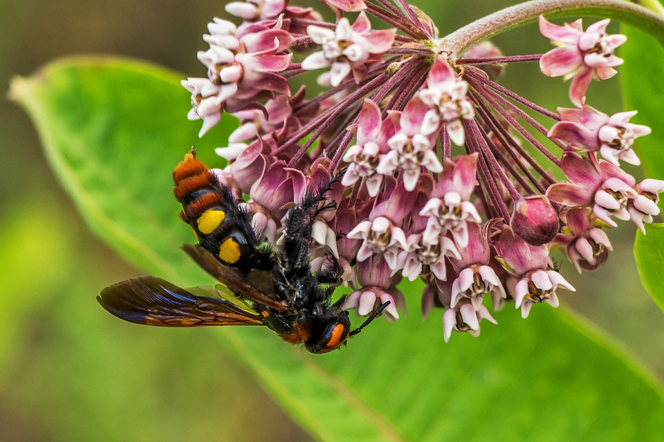Wasp arthropod hymenoptera