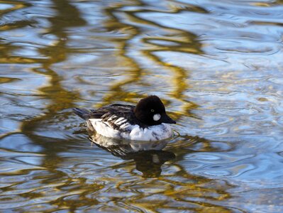 Ducks animals wild