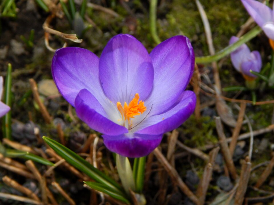 Purple early bloomer frühlingsanfang photo