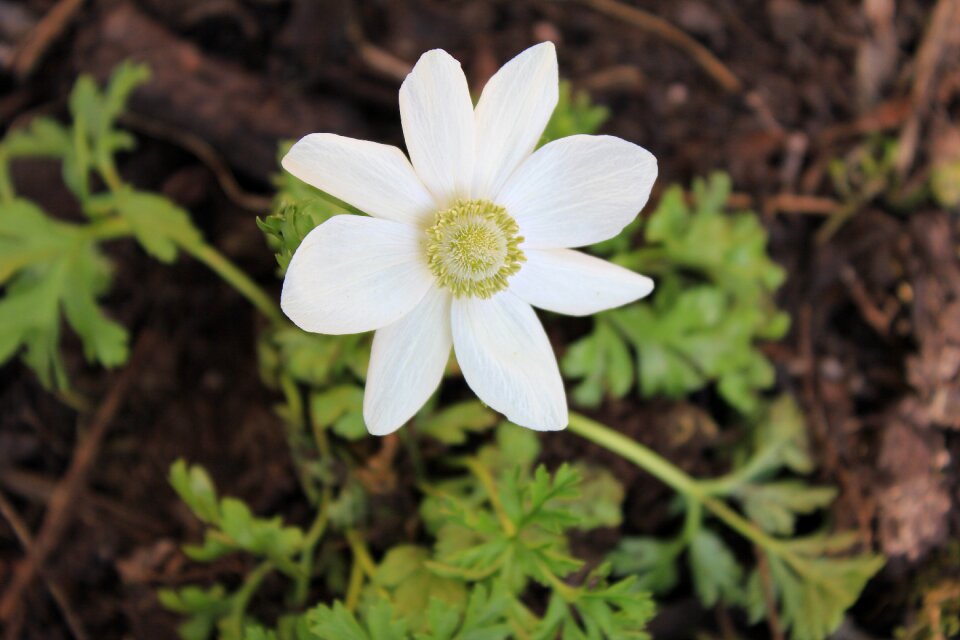 Perennial in flower garden