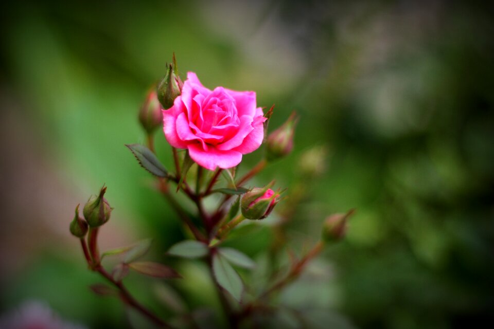 Flower love spring