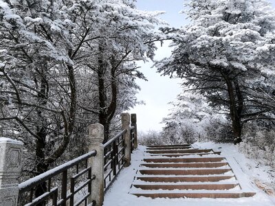 Forest emeishan snow photo