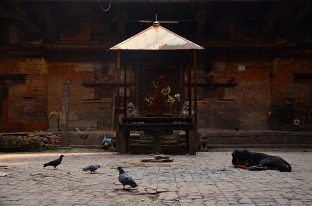 Nepal dog pigeon photo