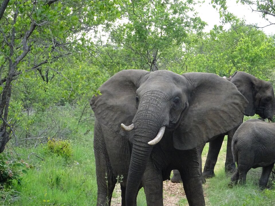 Tusks safari sabisand