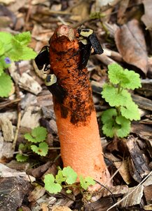 Mushroom fungi plant photo