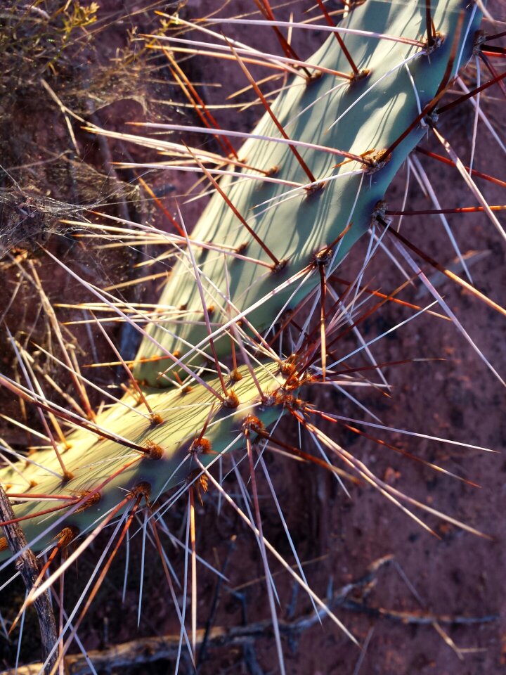 Southwestern southwest natural