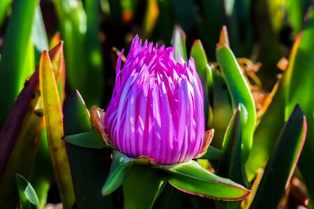 Nature bloom focus