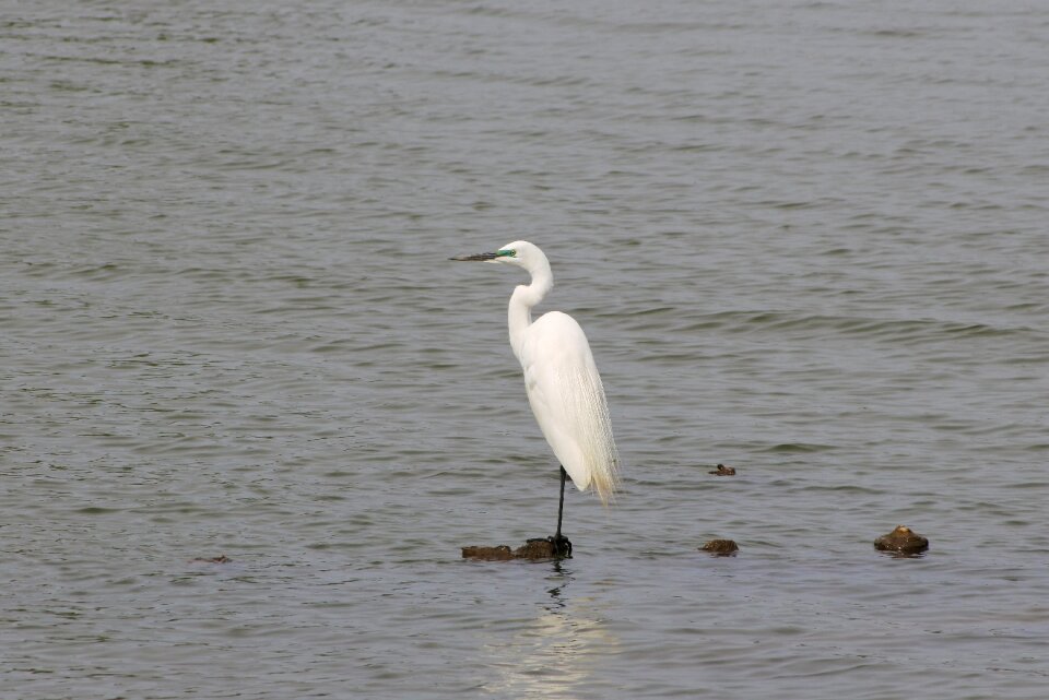 Egret waterfowl wild birds