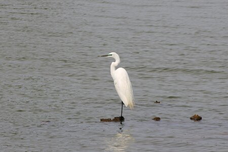 Egret waterfowl wild birds