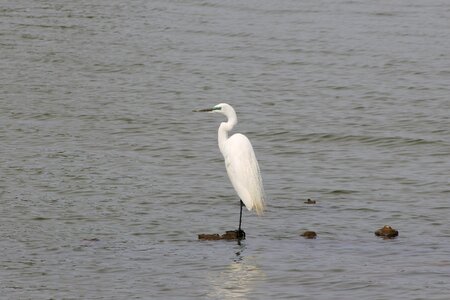 Egret waterfowl wild birds photo