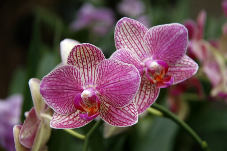 Orchid phalaenopsis garden