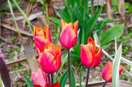 Tulip spring color orange botany