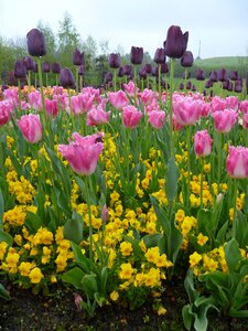 Purple pink yellow