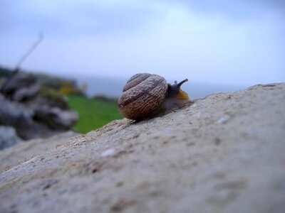 Shell nature mollusk