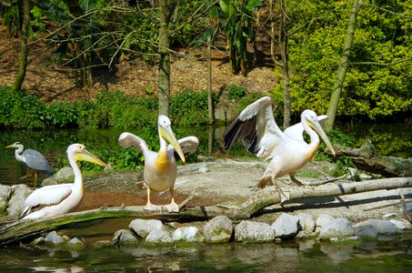 Zoo de lille white bird scale