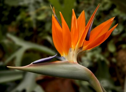 Bird of paradise exotic botanical garden