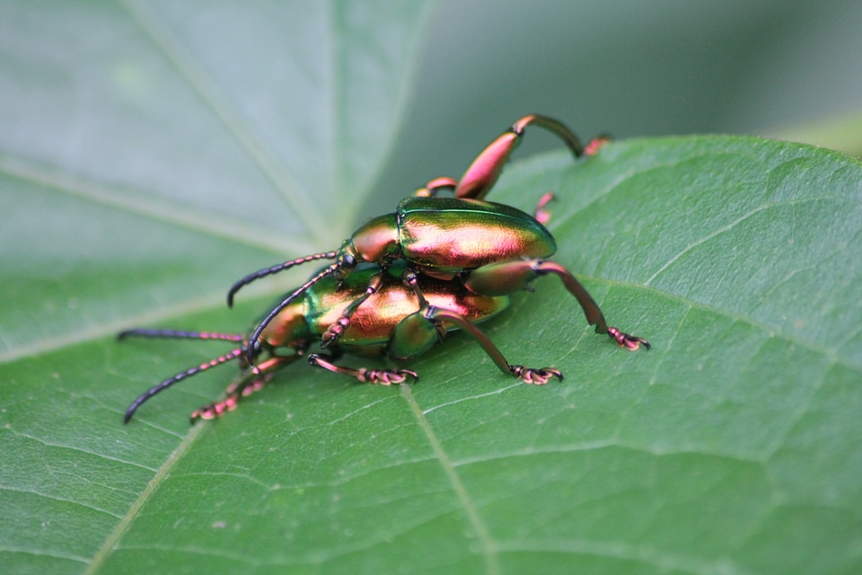 Ladybugs insects macro