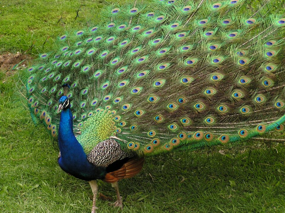 Majestic plumage zoo
