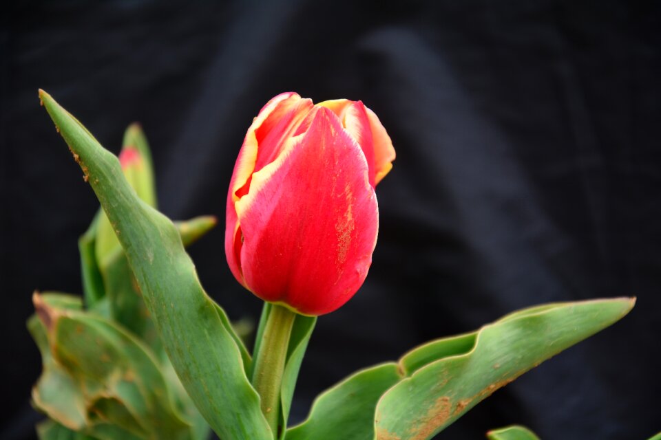 Tulip flower chunhua