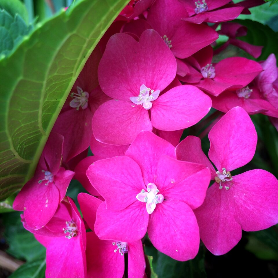 Spring beautiful flowers