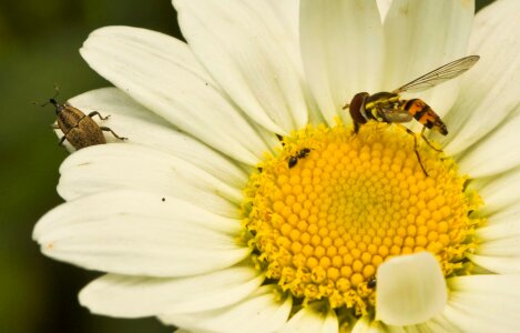 Bee fly garden photo