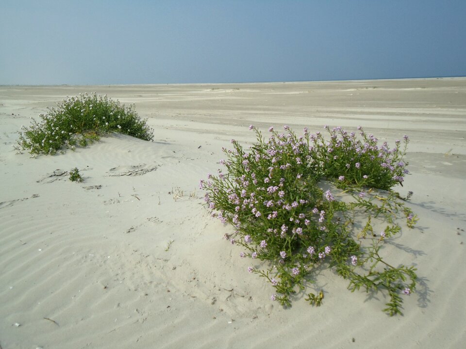 Beach dune grass nature