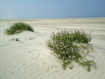 Beach dune grass nature