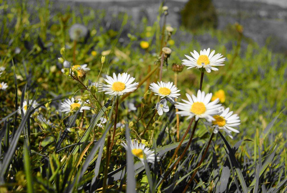 Spring meadow bloom