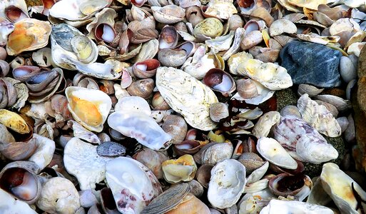 Sea pebble mussel shells photo