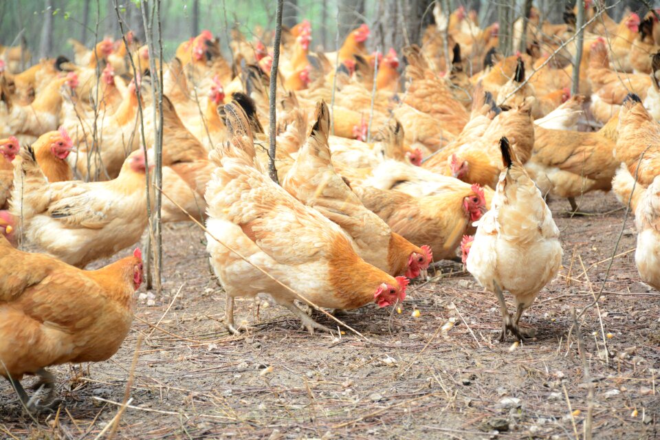 Chicken forest stocking Free photos