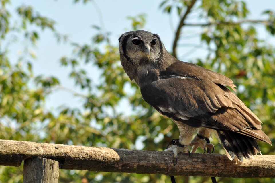 Wildparc wildlife