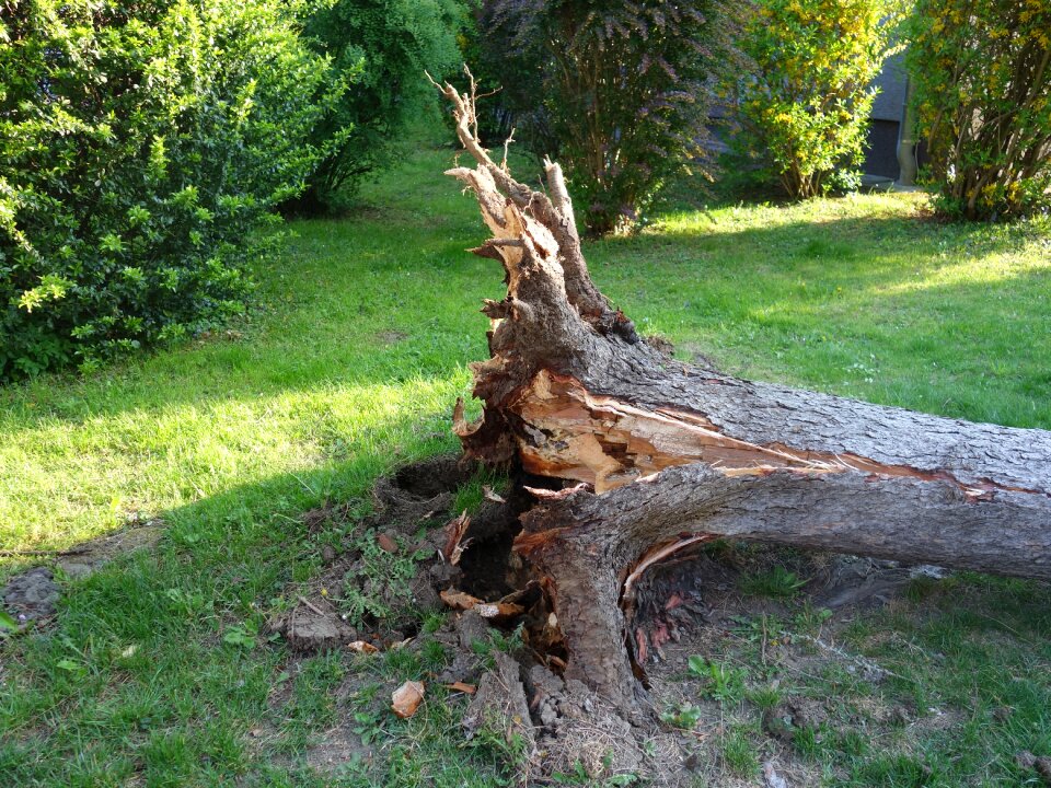 Storm damage tree uprooted