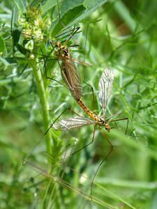 Insects mating bíchos nephrotoma quadrifaria photo