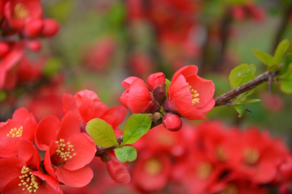 Campus flower spring