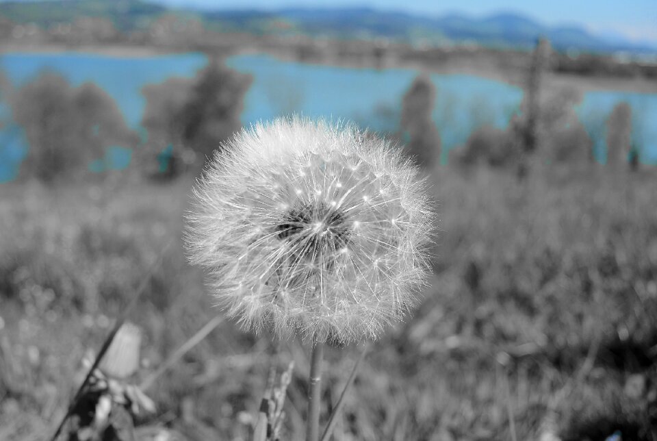 Faded pollen flower
