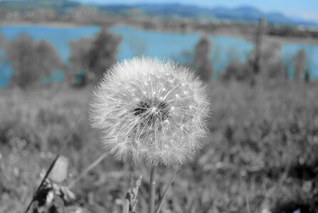 Faded pollen flower photo